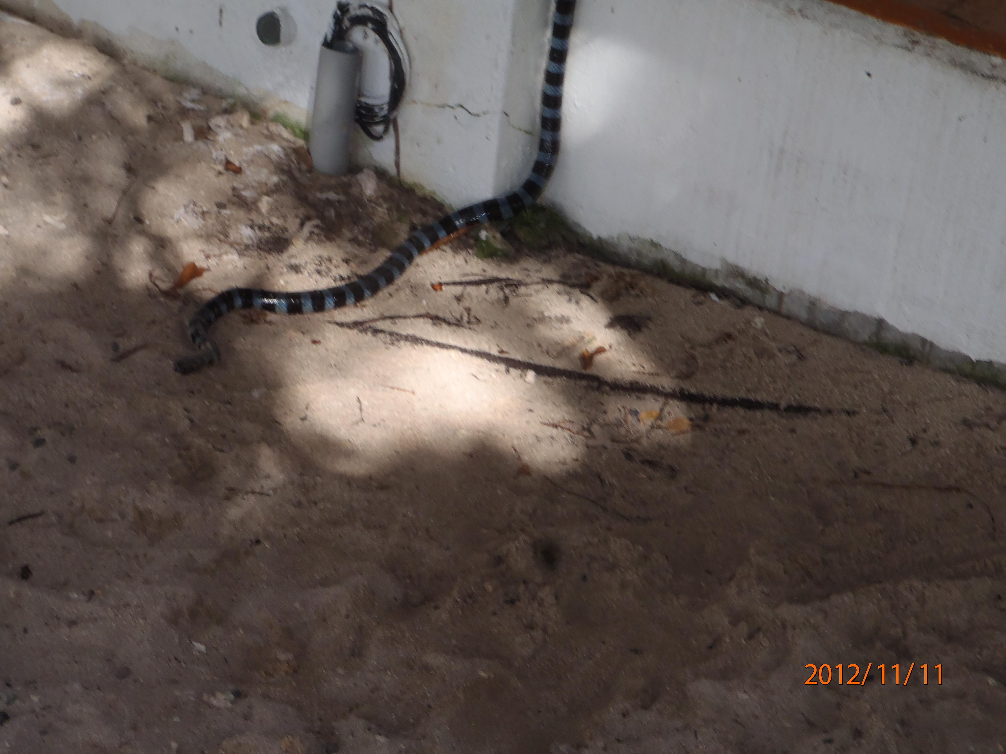 picture of blue and black striped sea snake close to a drain in Noumea, New Caledonia.  The Sea snake is known as a Tricot Raye in French which literally translated means stripy jumper!